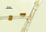 Discosporangium mesarthrocarpum7